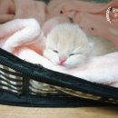 달보드레/루체레 이미지