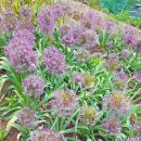 초일농장 이미지