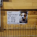 꼬꼬야닭먹자 이미지
