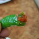 뚜꺼비식당 Daum카페