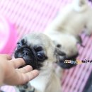 상콤 발랄 헬로퍼피 | 대전 강아지분양은 상콤발랄똥꼬헬로퍼피에서~♪