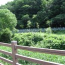검봉산칡국수 Daum카페