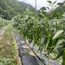 산속애견 이미지