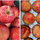 고씨네 농장 이미지