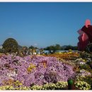 함평 국화축제 ~ 2017년 10월 22일 가을하면 노~래, 노~라면 국화, 국화는 함평! 이미지