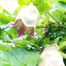 산포수퍼 이미지