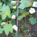 목화유치원 이미지