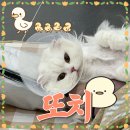 미용 후기] 스코티시폴드 또치가 전체미용하러 방문했어요! (금천구 고양이 미용실 , 서울 고양이 미용실 )