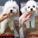 갤럭시펫 애견미용 이미지