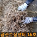 금산수삼센터16호