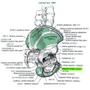 12 - Adductor Longus 긴모음근 장내전근 長內轉筋 이미지