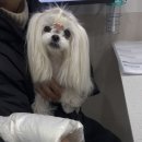 유케어종합동물병원 | 강아지 건강검진 유케어 동물병원 내돈내산 후기