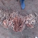 천문동 농장 이미지