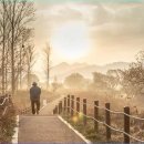 구름이 쉬는 나무 이미지