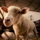 승진축산 이미지