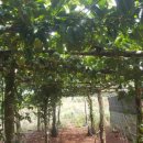 더원농장 이미지