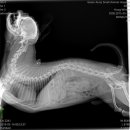 최재호 한방동물병원 이미지