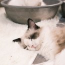 고양이 기숙사 | 귀여운 고양이 사진 모음 Zip.