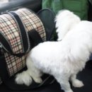 조양래동물병원 이미지