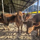 지원한우농장 이미지