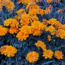 고내농장 이미지