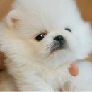 이로운 강아지 이미지