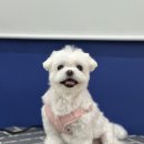 예쁘개 | 강아지도 편안해했던 부천애견미용 오늘예쁘개 상동점 미용 후기