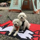 오토오아시스 홈플러스 파주문산점 | 파주 화석정캠핑장 A5 A6 임산부캠핑 반려견동반가능