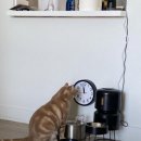 레몬카써비스 이미지