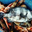 봉골레하우스민박 이미지