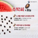 수박씨 이미지