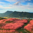 수피아플라워 이미지