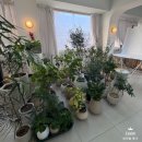 서영대학교 | 꽃다발 대신 꽃 한 송이, 서영대학교 광주 졸업식 꽃 이야기