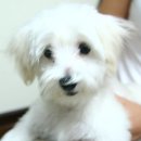 안양여고사거리 이미지