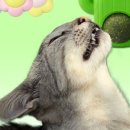 유펫