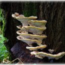 장수버섯 ( 아카시아 영지버섯) 이미지