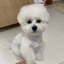 프라자약국 | 비숑 강아지 기생충약 넥스가드 스펙트라 구매 후기(킨텍스 프라자약국 약사님 최고)