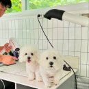 메리도그하우스 이미지