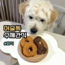 옥정강아지 | 양주 머슬독 옥정강아지케이크 강아지수제간식 화식 후기