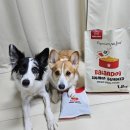 도그루아 | (강아지 사료 추천)밸런도그 연어 강아지 사료 급여 후기