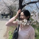 25년 벚꽃 내가 젤 잘 봤어🌸