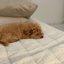 삼전동 매직잘하는곳 살롱드루체(내돈내산)