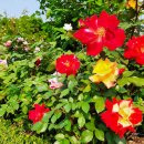 장미관문 이미지