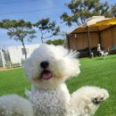 GPS 애견학교 | 양주애견유치원, GPS애견학교 후기