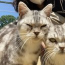 묘랑나랑 이미지