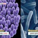 뚱보푸드 이미지