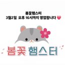 봄꽃햄스터