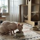 고양이집:고집 이미지