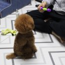 코리아덴탈랩 네이버블로그