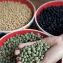 색동두부 이미지